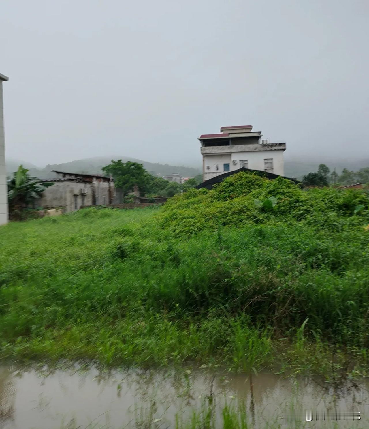 天天下雨，连比较喜欢雨水的韭菜，都已经冒黄叶子出来了。

刚才去在菜园子里看了一