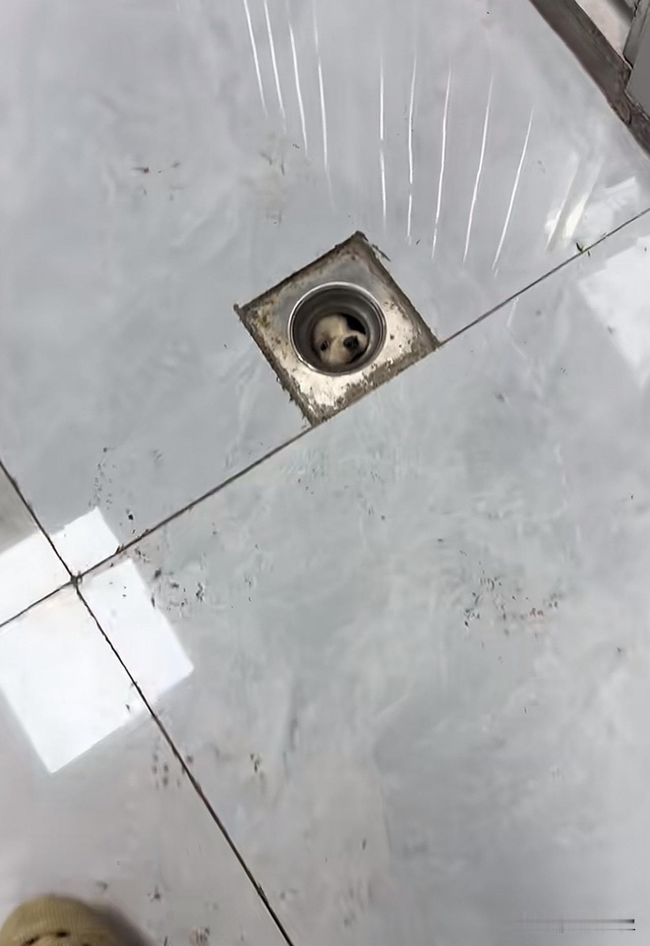出门买个东西，回来天塌了，他咋进去的[尬笑]出不来了宠物狗