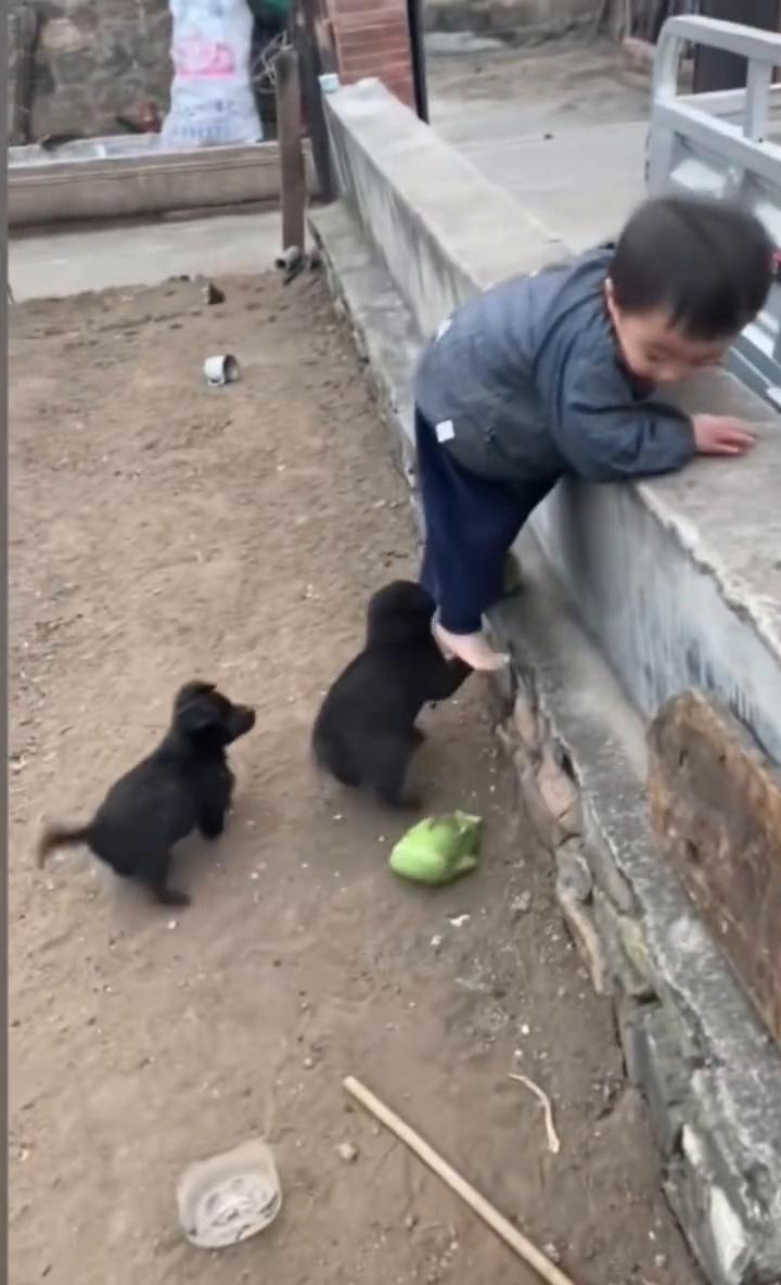 狗狗。