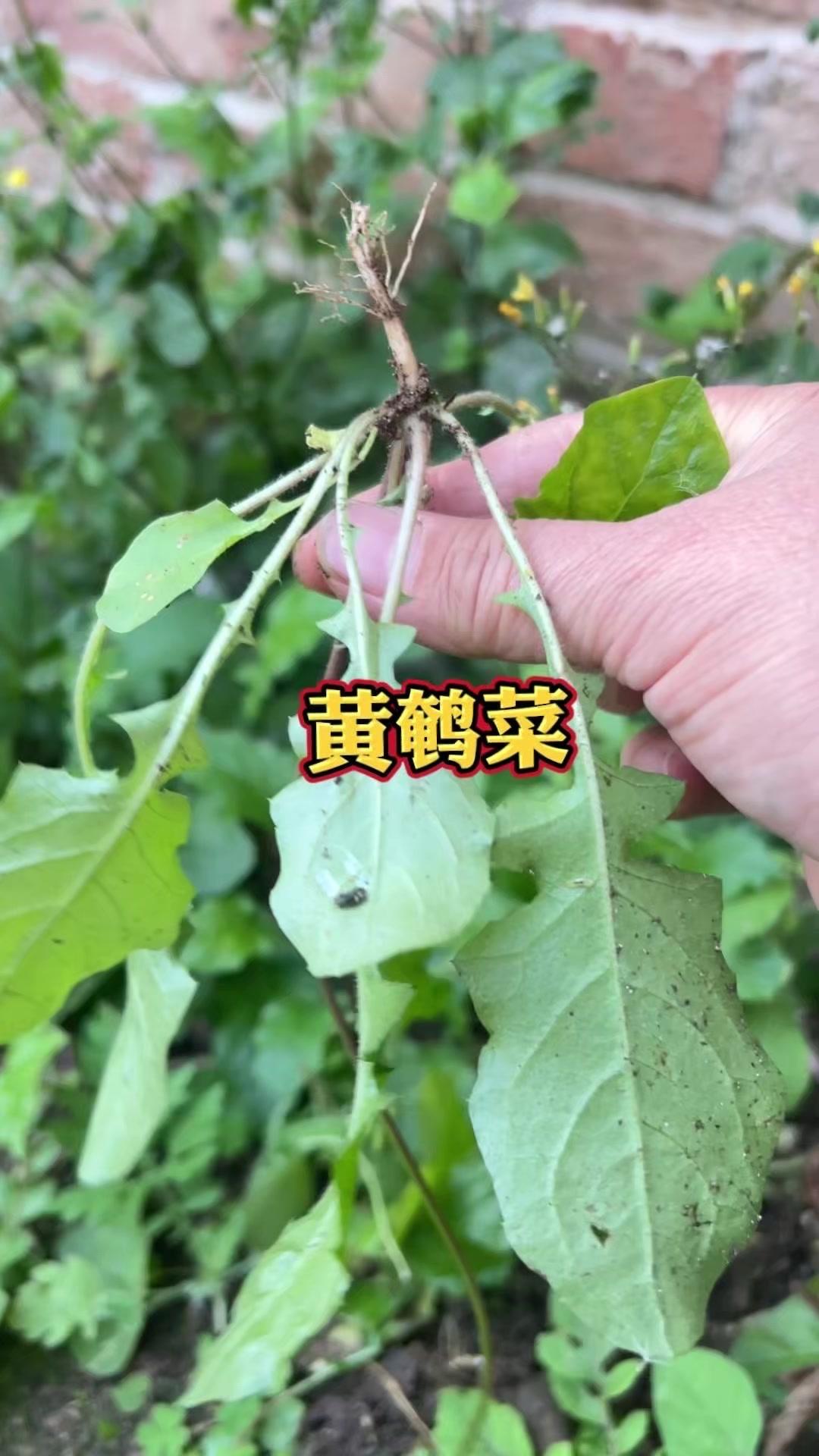 这是农村人爱采挖的野菜之一，它就是黄安菜，也叫环杨草，为菊科一年生草本植物，开着