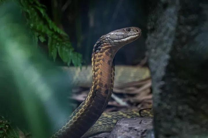 亚热带 印度每年约有5万人死于被蛇咬，占全球相关死亡人数的一半。
英国广播公司（