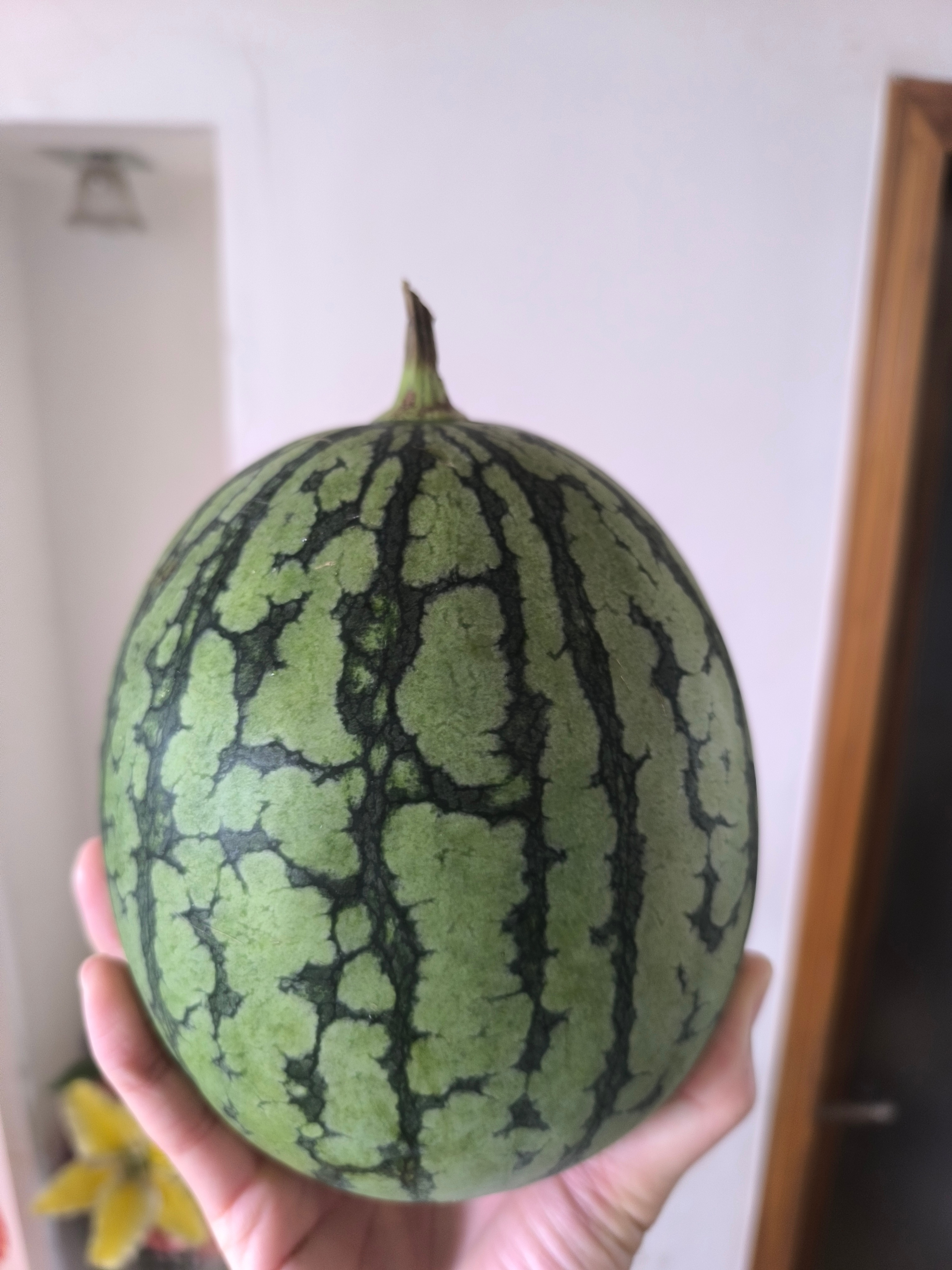 🍉 甜(即答 玻利瓦尔英雄之地今日平凡