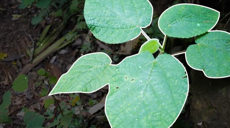 1941年，一个美国士兵吃坏肚子后，在丛林中上厕所时，随手摘了几片树叶擦屁股，结