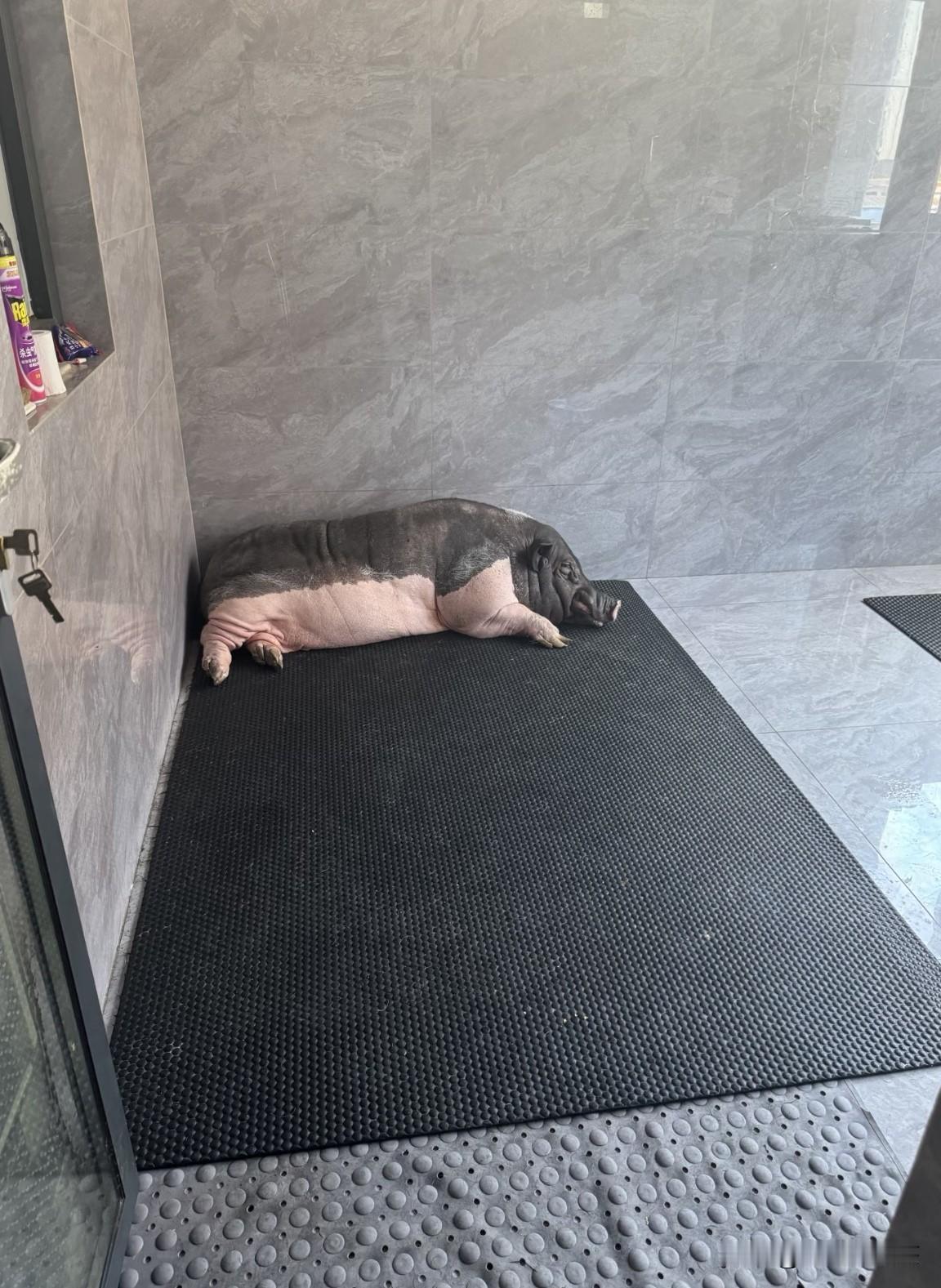 求领养！几个月前当宠物买的，老板说这是小香猪永远长不大，可是养了几个月狂飙到20