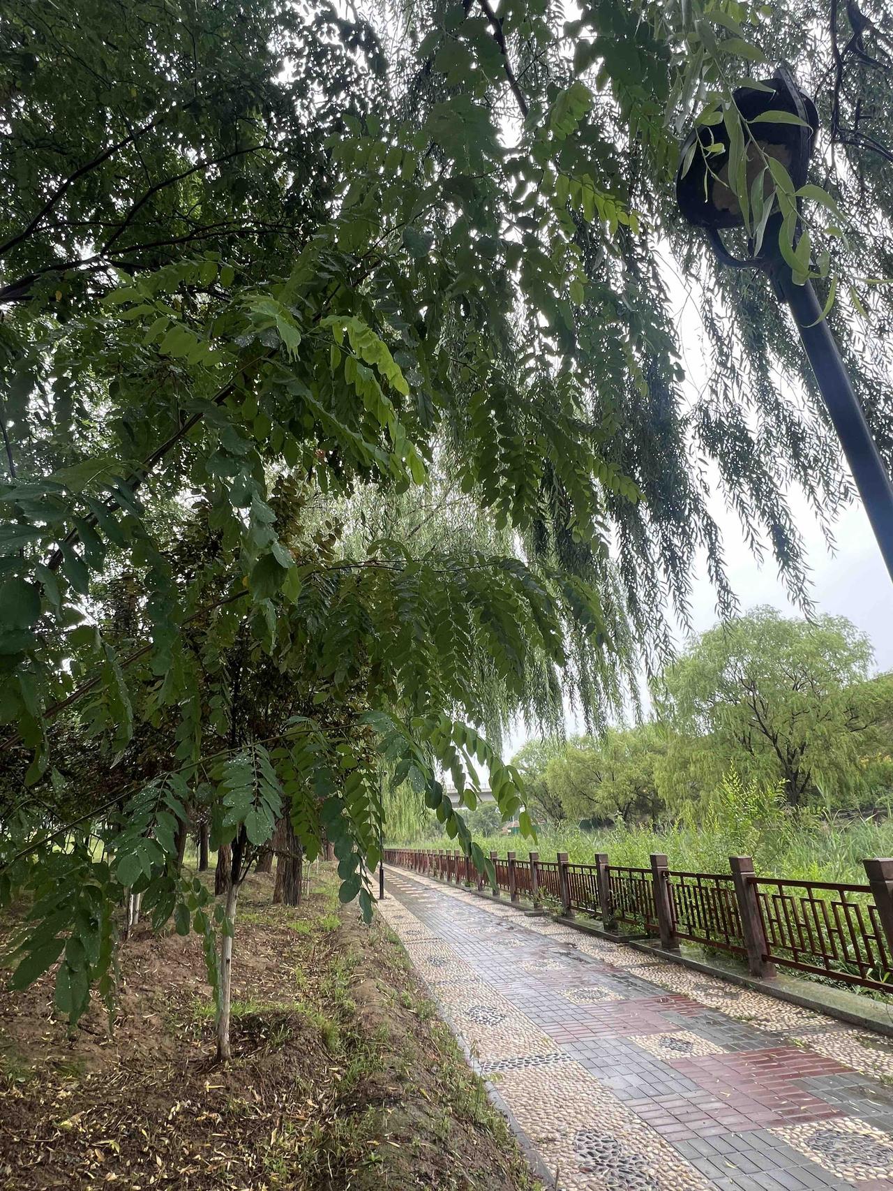 分享今天的随手拍！南河林荫小道，散步走路，慢跑🏃‍➡️快走，有氧运动健身，亦是