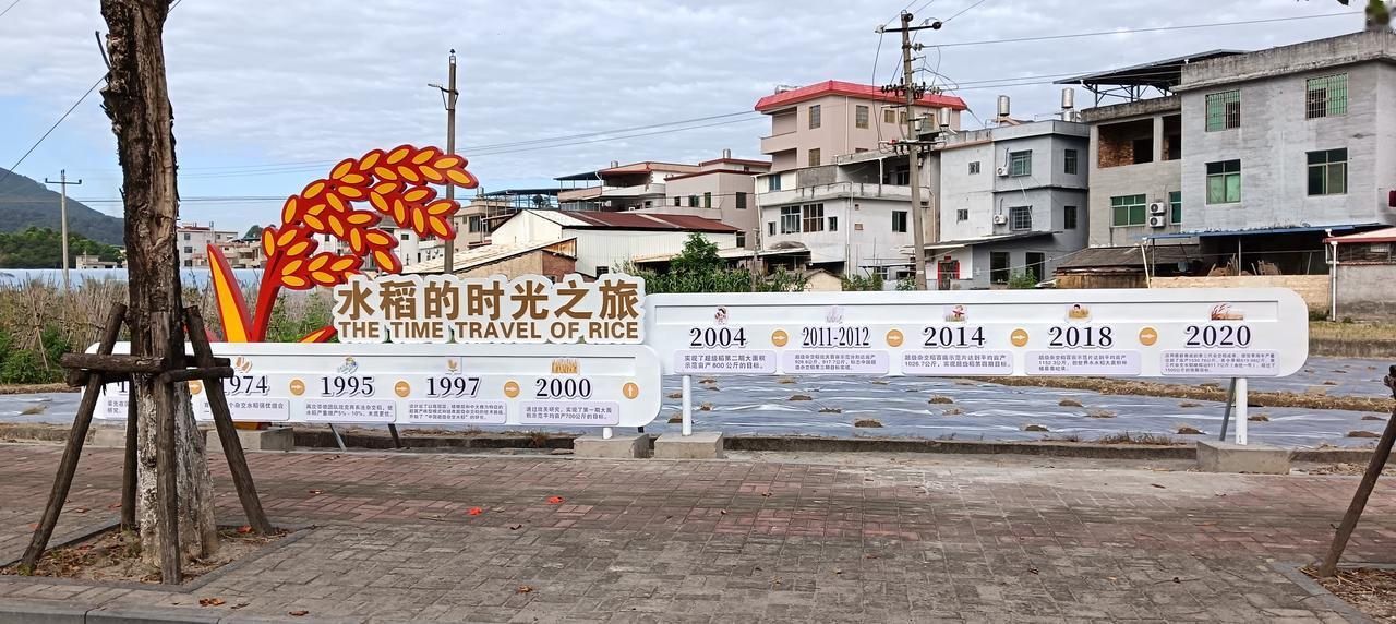 漳州市长泰区林墩——石横村石皮洋有一片农田保护区的公路旁摆放着一个长条形《水稻的