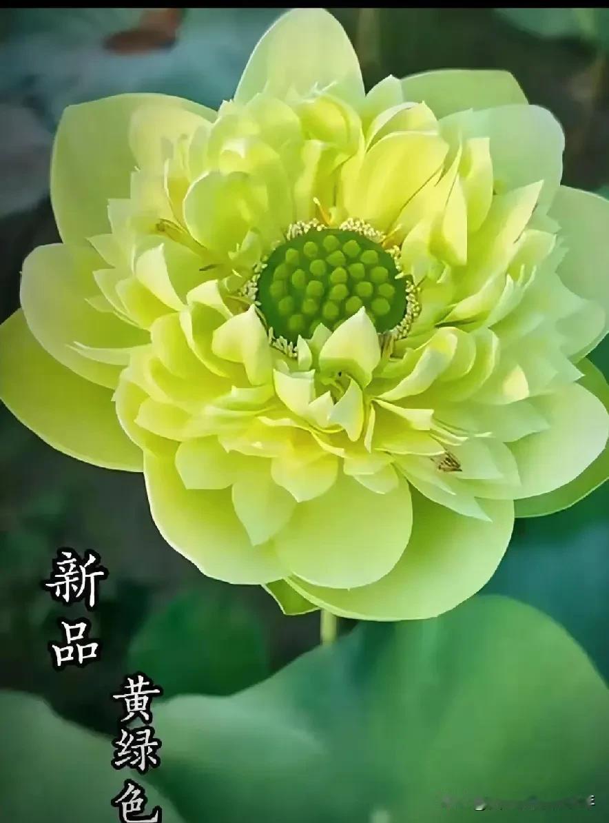 破阵子-夏日
夏日骄阳似火，雷鸣大雨浇灭。洗尽灰尘随水流，满目浓绿花自秀，如何不