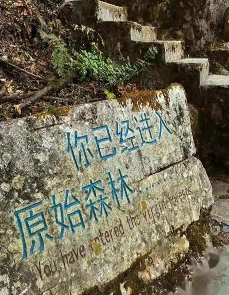 解密哀牢山原始森林有多恐怖？
解密哀牢山原始森林：在“生命禁区”中寻找生存法则