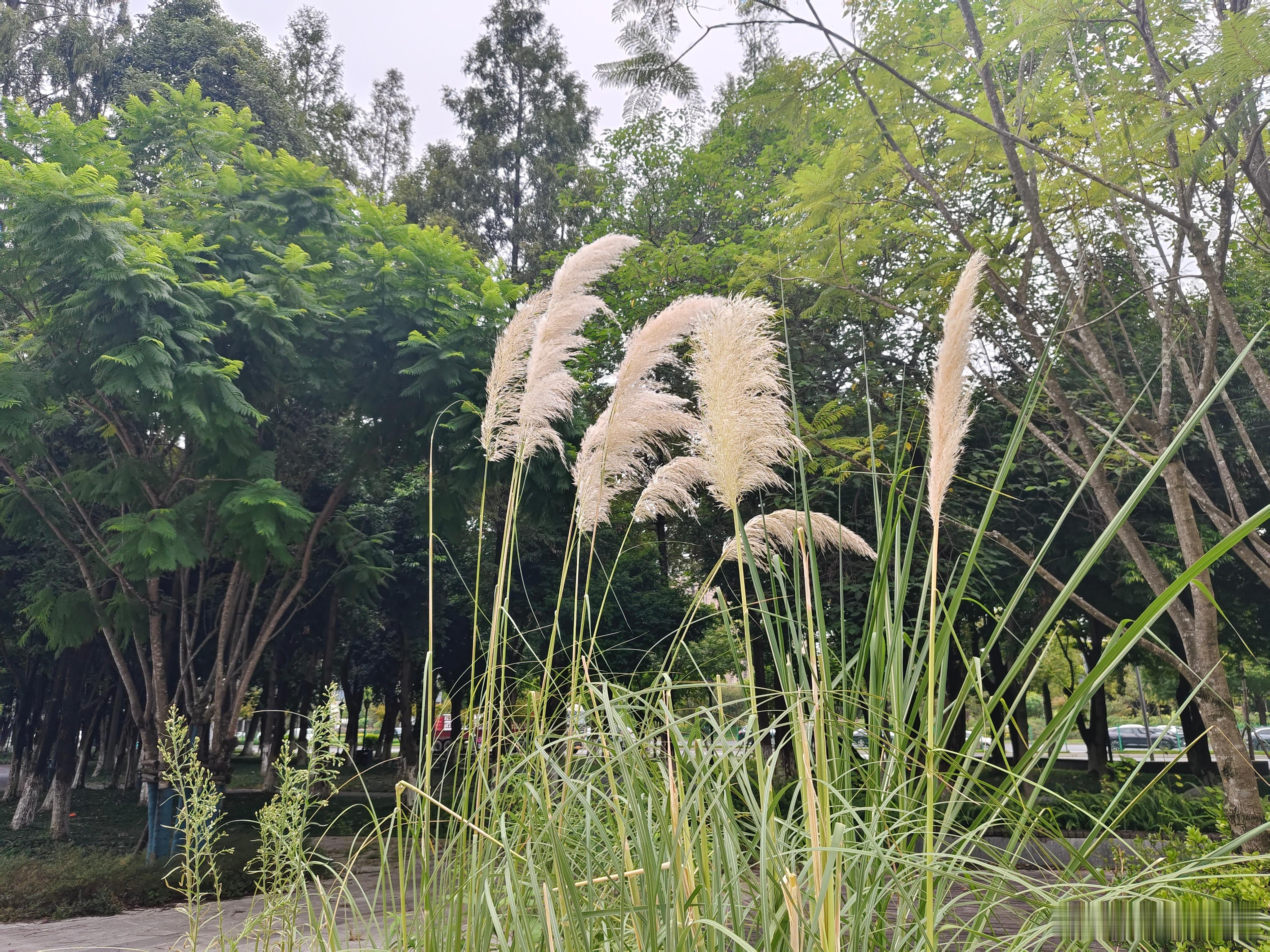一蓑若羽入俗流，进退去留任浮沉。谭松韵 扛剧 ​​​