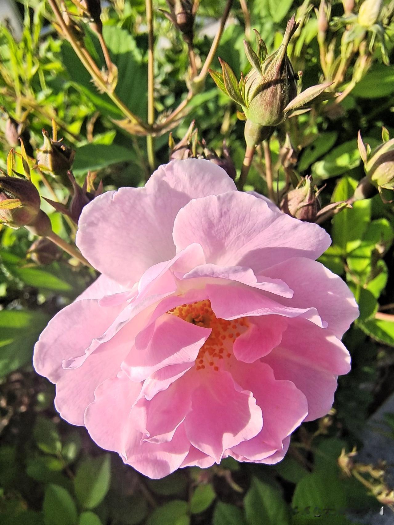 上联：苦难日子将过去
下联：幸福生活万年长

终生坚持作品原创的人
图片来源于作