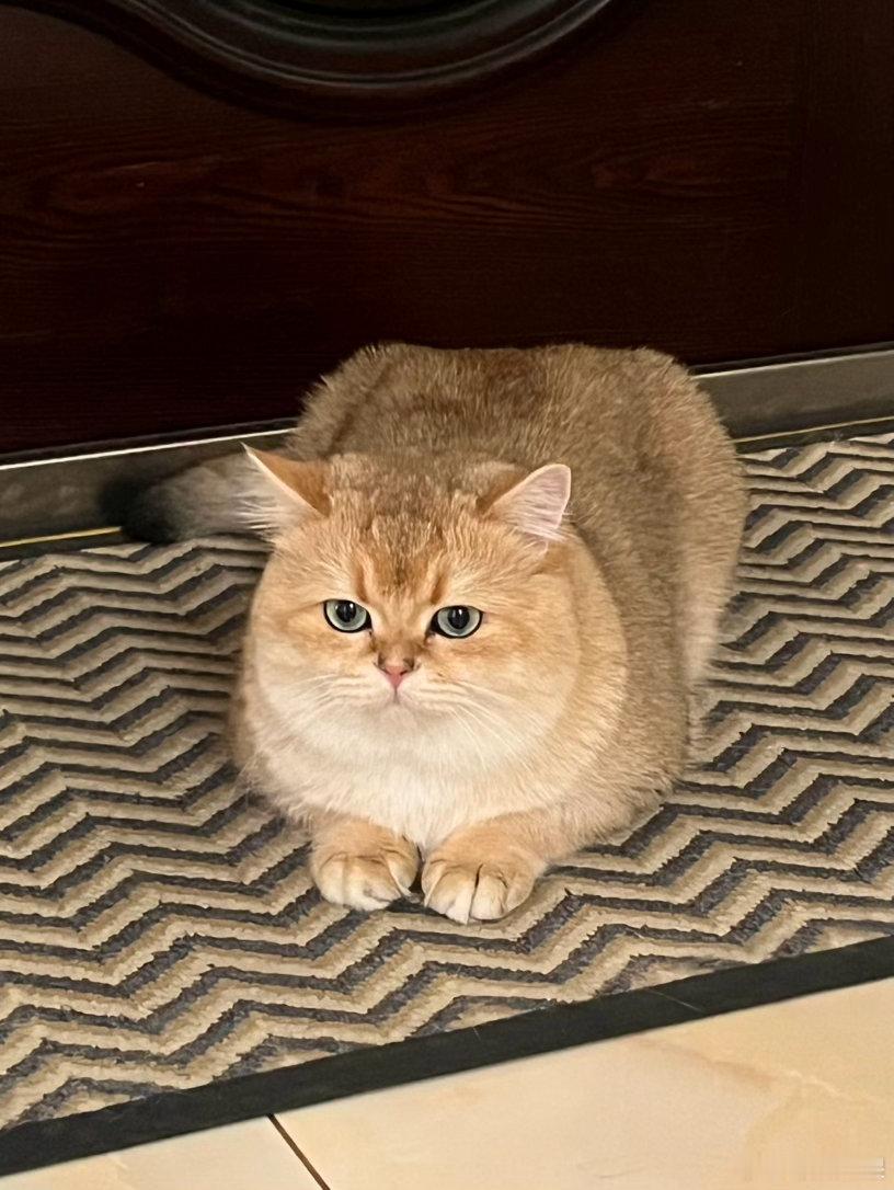 捕捉元宝发癫前一秒🐱 