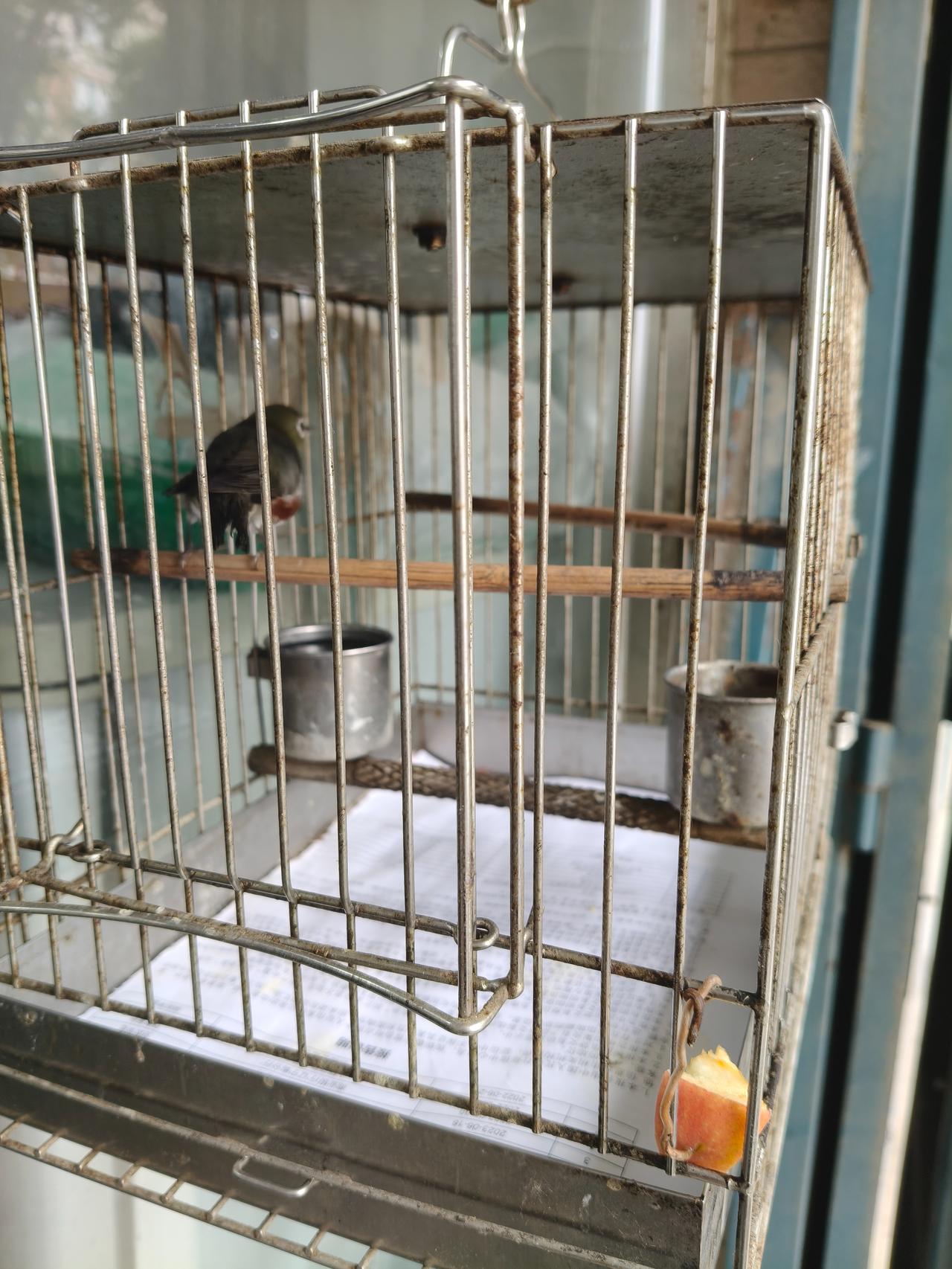 在辽宁绥中县站前街盛华园 8 号楼，一家粮油商店的门店内，能清晰看见金属鸟笼中饲