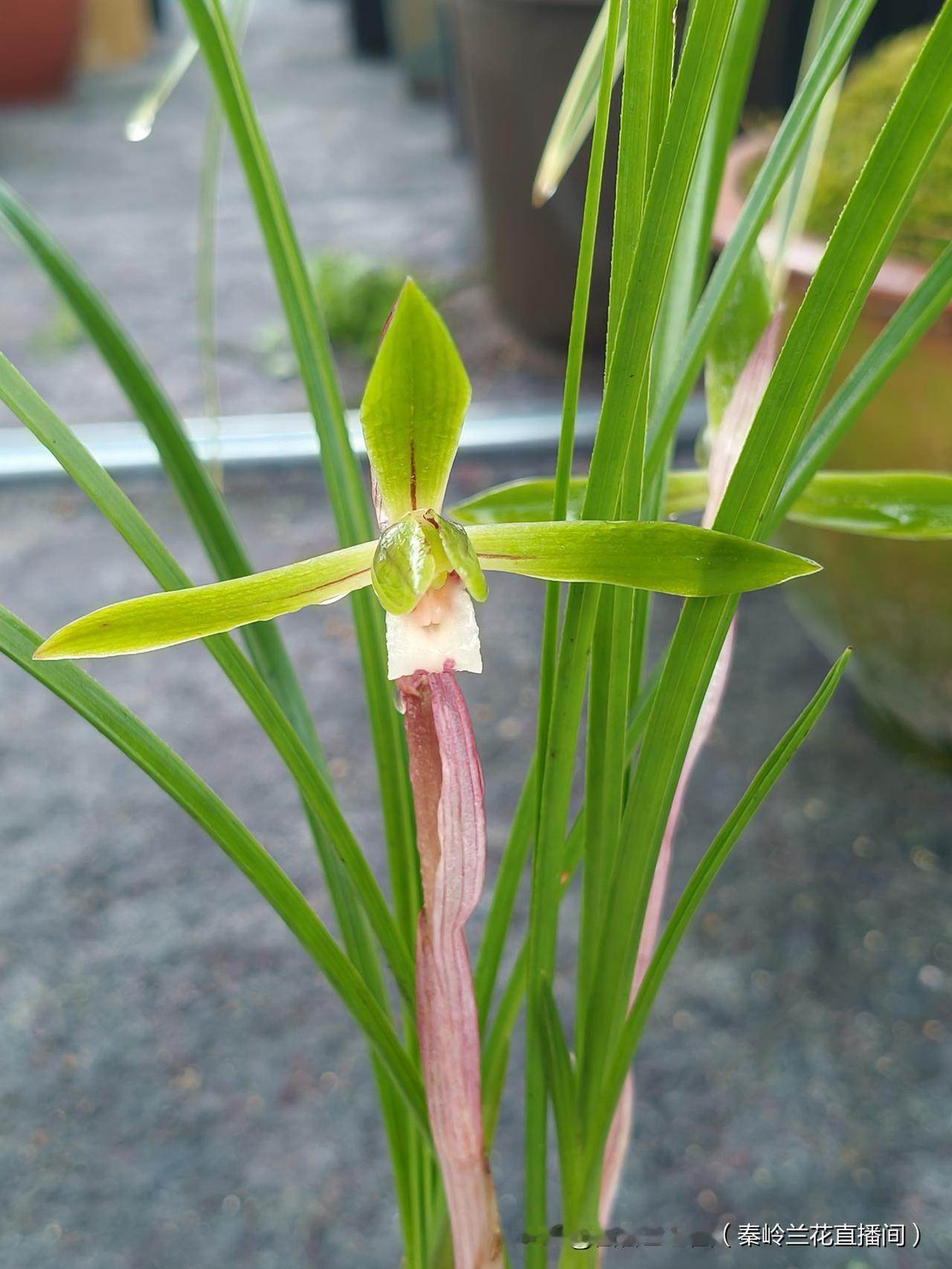 分享一下你拍的花朵楼顶养兰