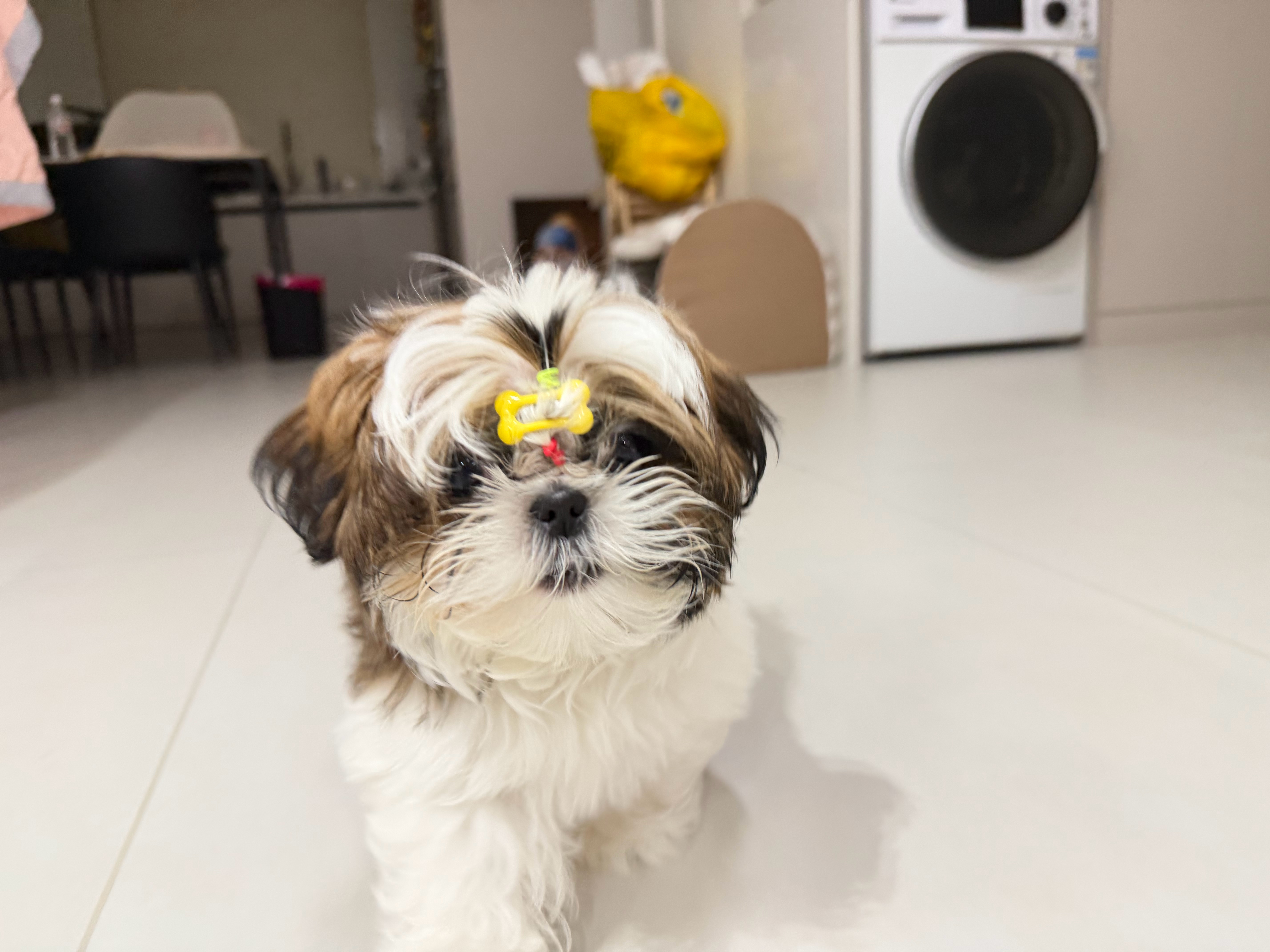 潦草修勾🐶