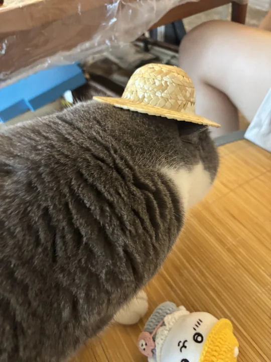 老～农～咪～！！！！