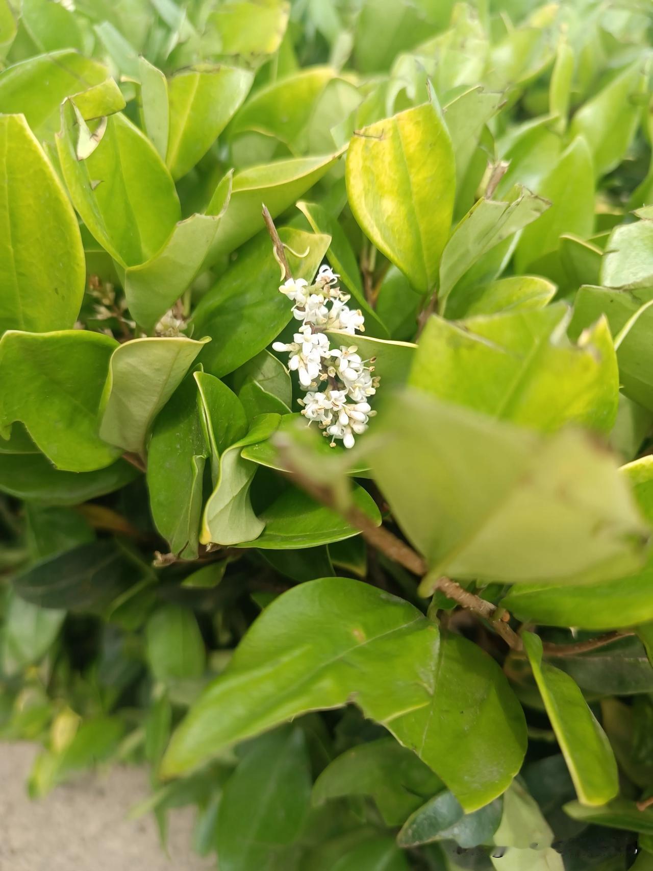 小花一朵，一花一世界