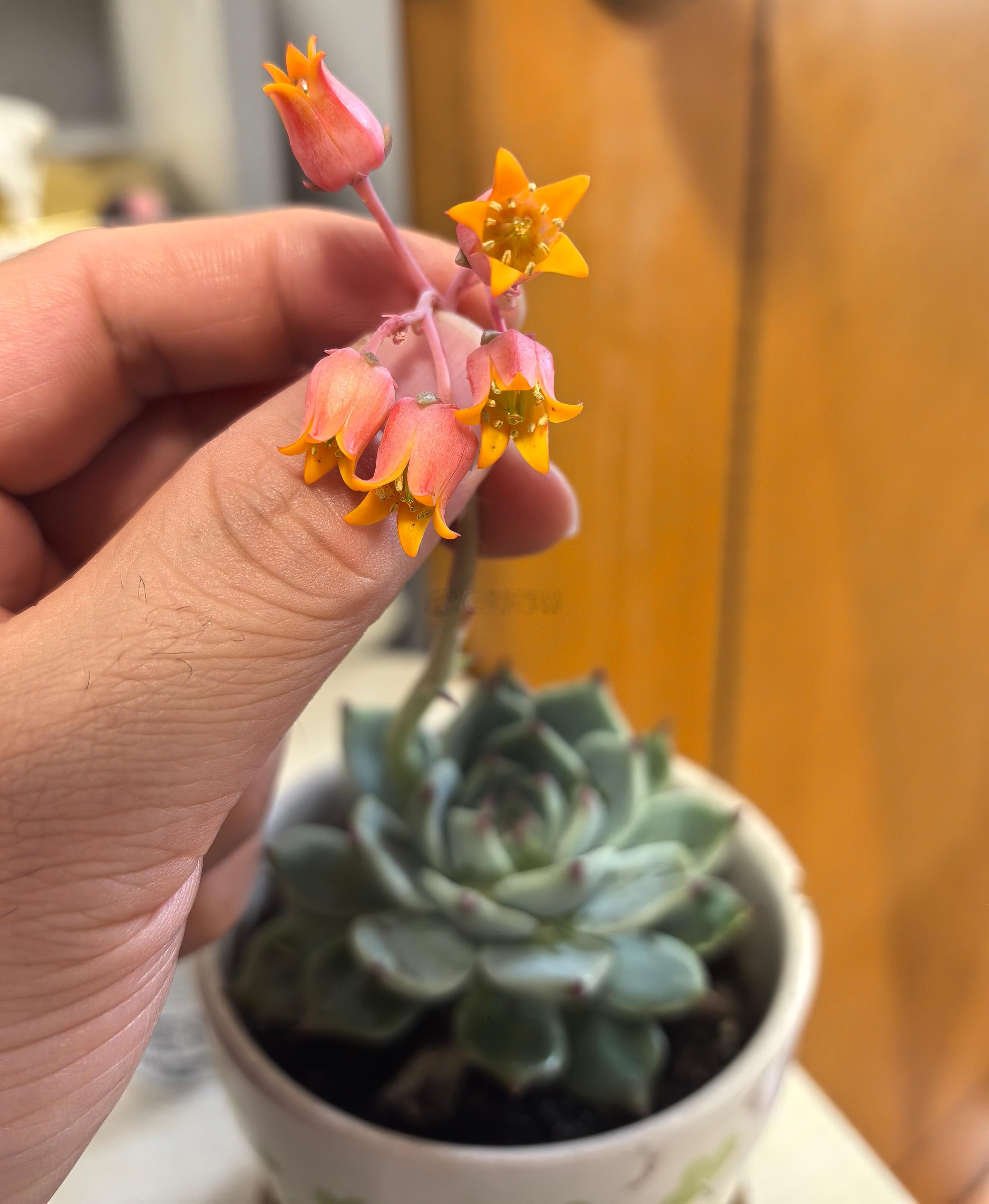 老妈家的这多肉开的花像小铃铛似的，还挺好看。