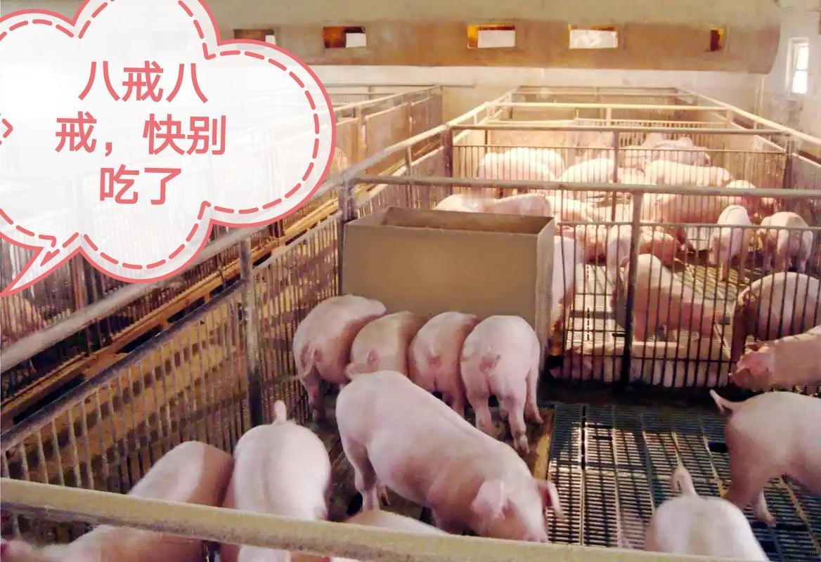 猪价大跳水！多地跌破5元/斤，养猪人该止损还是硬扛？
2025年11月25日，生