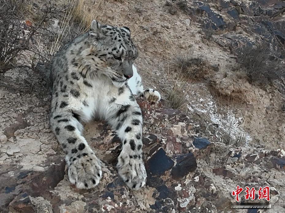 【无人机镜头下的野生雪豹】有没有人和小鱼妹儿一样，自打追更“凌小蛰”以来，就总是