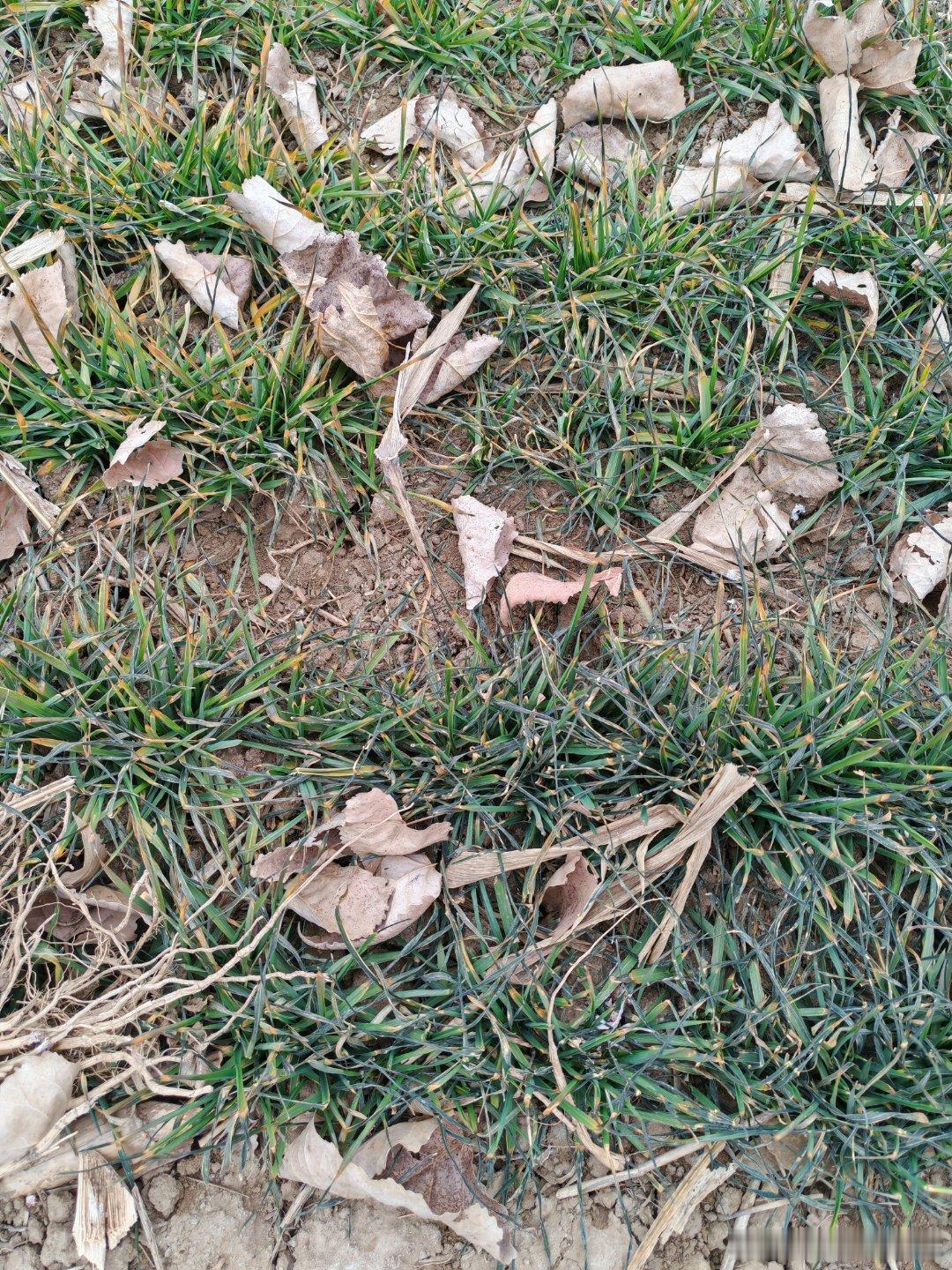 小麦，急需大雪覆盖。 