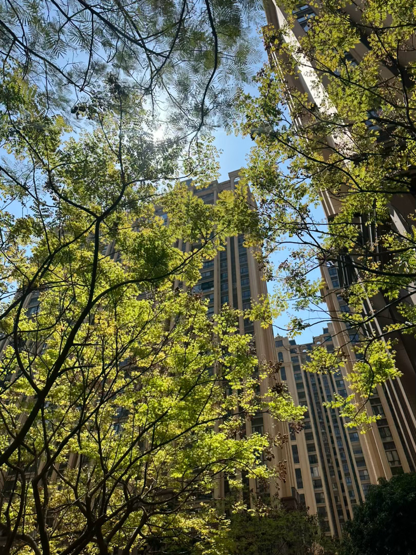 天气真好多久没去堤上跑步看看我的树啦 ☁️ 