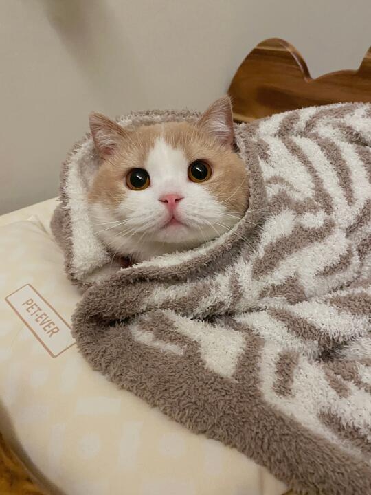人、花生大树啦！