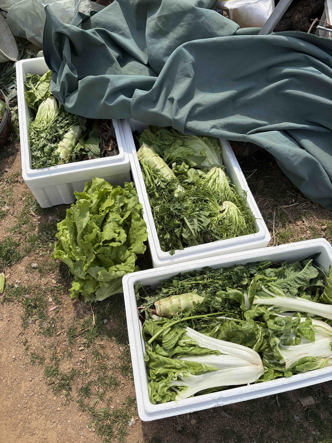 自己种的菜吃不完，给淄博 济南 烟台亲戚朋友们寄几箱。

    莴苣、生菜、苦