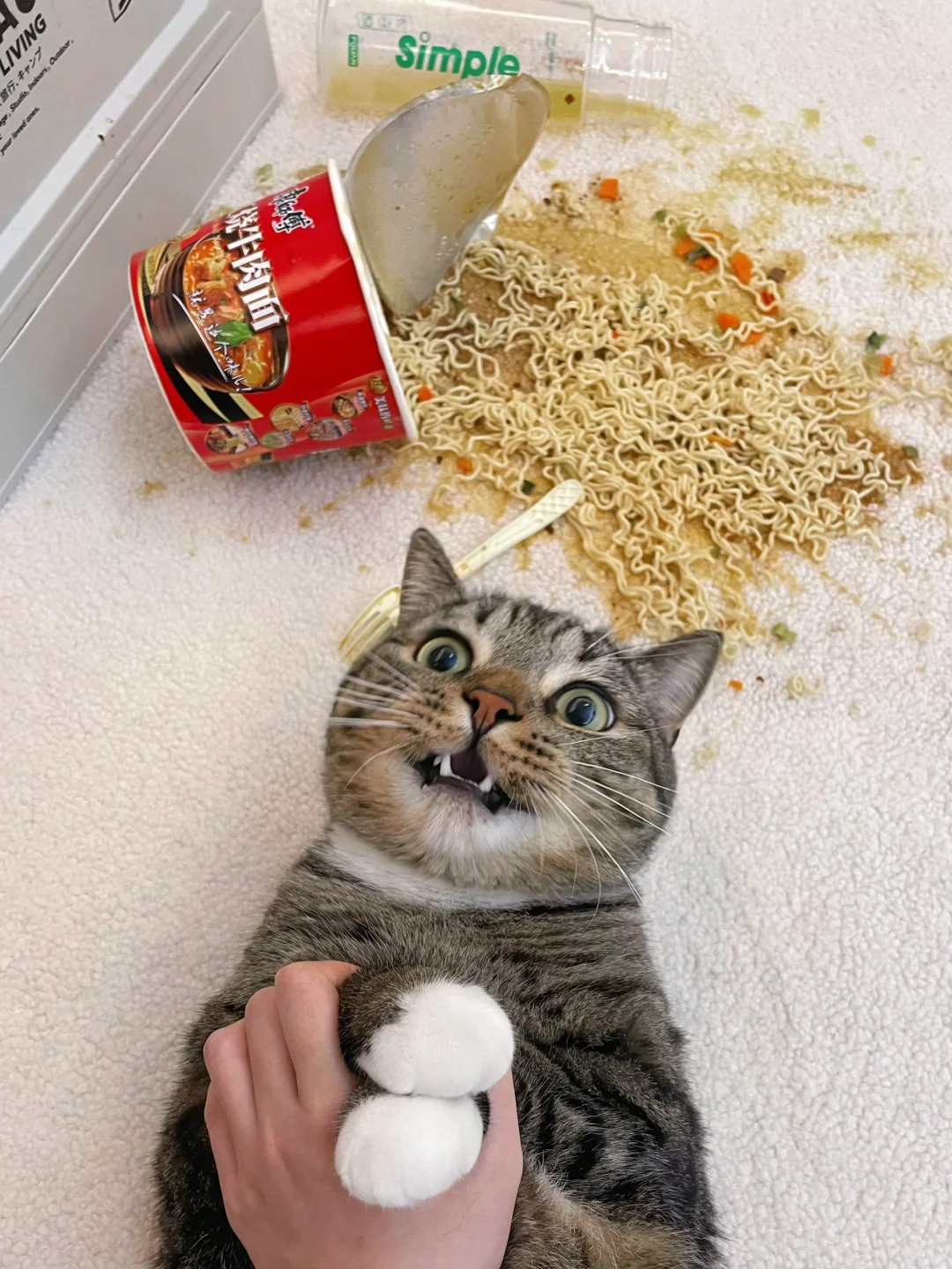 从现在开始停更，养狸花猫真的养到崩溃了..