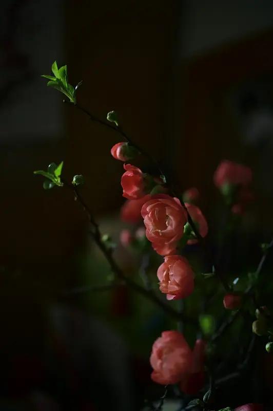 上联：岁岁春相似，诚邀下联年年花不同。