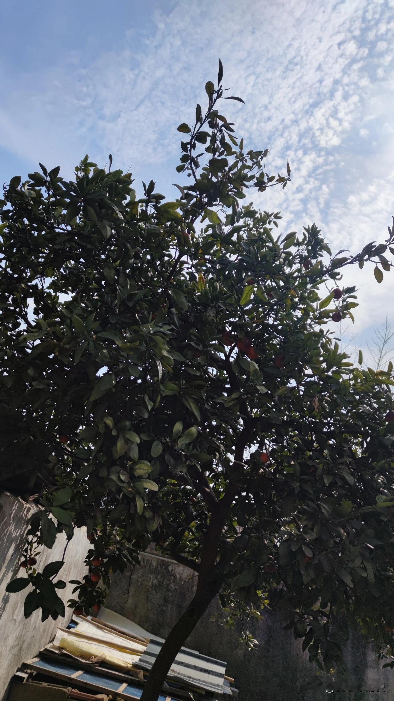 能过上如今的生活，我最感恩的便是父母。儿时，家中经济状况欠佳，为了让我拥有优渥的