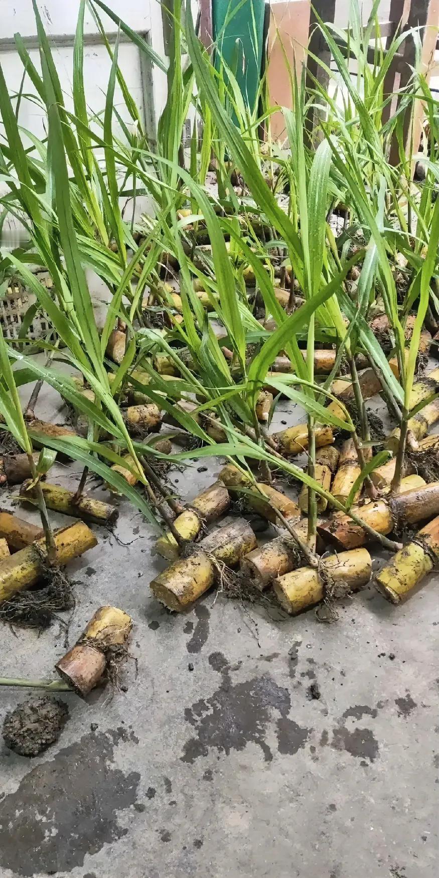 原来甘蔗苗是这样的，我还第一次见识呢。
刚才刷到一网友发这图片，问这是什么？评论