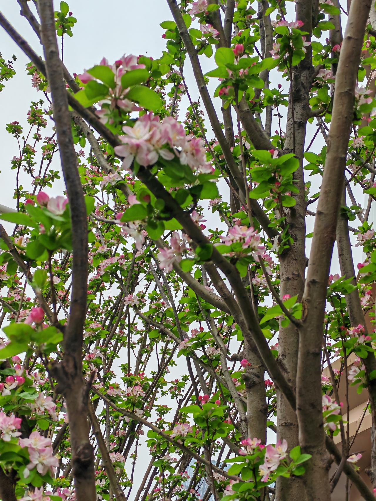 今天坐公汽出门，发现沿路的樱花海棠花都开了，简直就是在走花路，一路繁花，春天实在