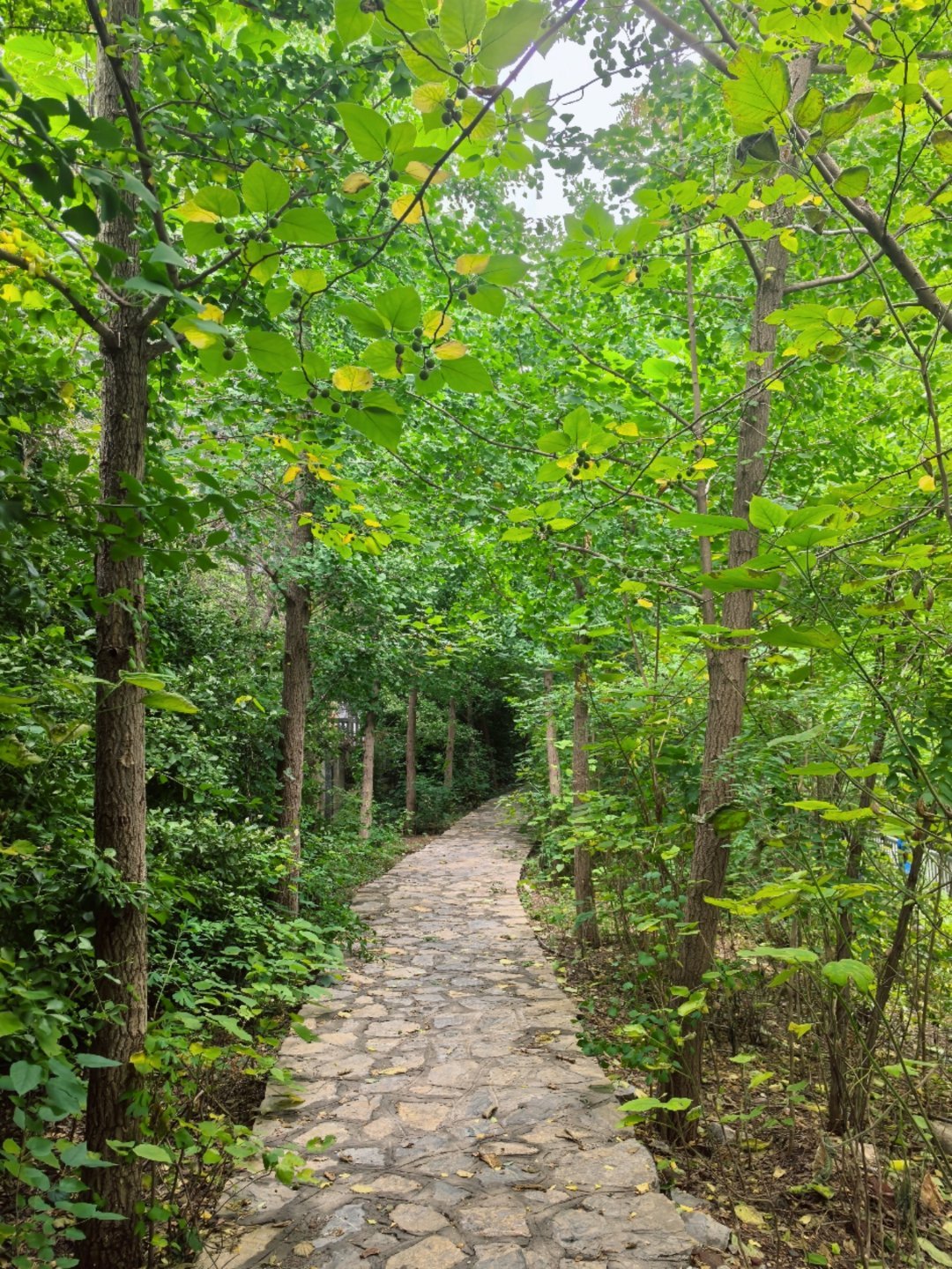 没有虫子，没有蛇，没有太阳，喜欢🌲🌳🌿🌱🍃 