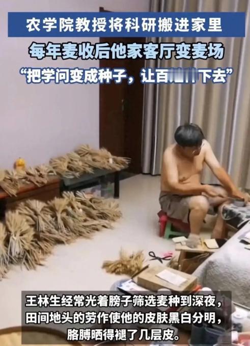 “家中变麦场”！河南洛阳，一位农学教授光膀子在客厅晒麦种，妻子调侃没教授样，他出