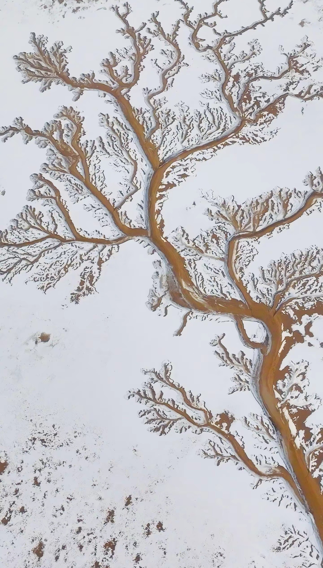 大雪过后，黄河入海口的潮汐树。 