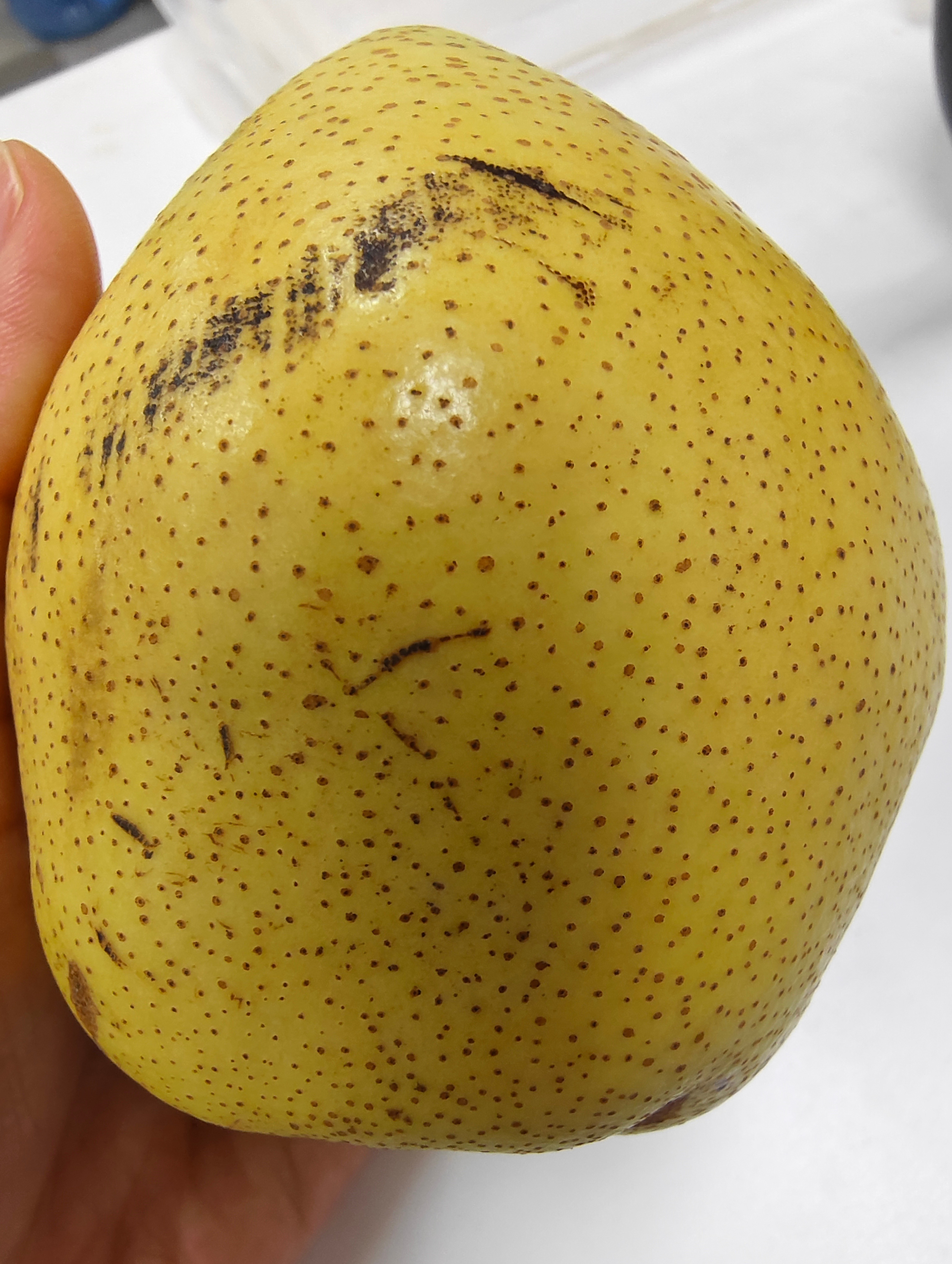 吃梨子 ​​​