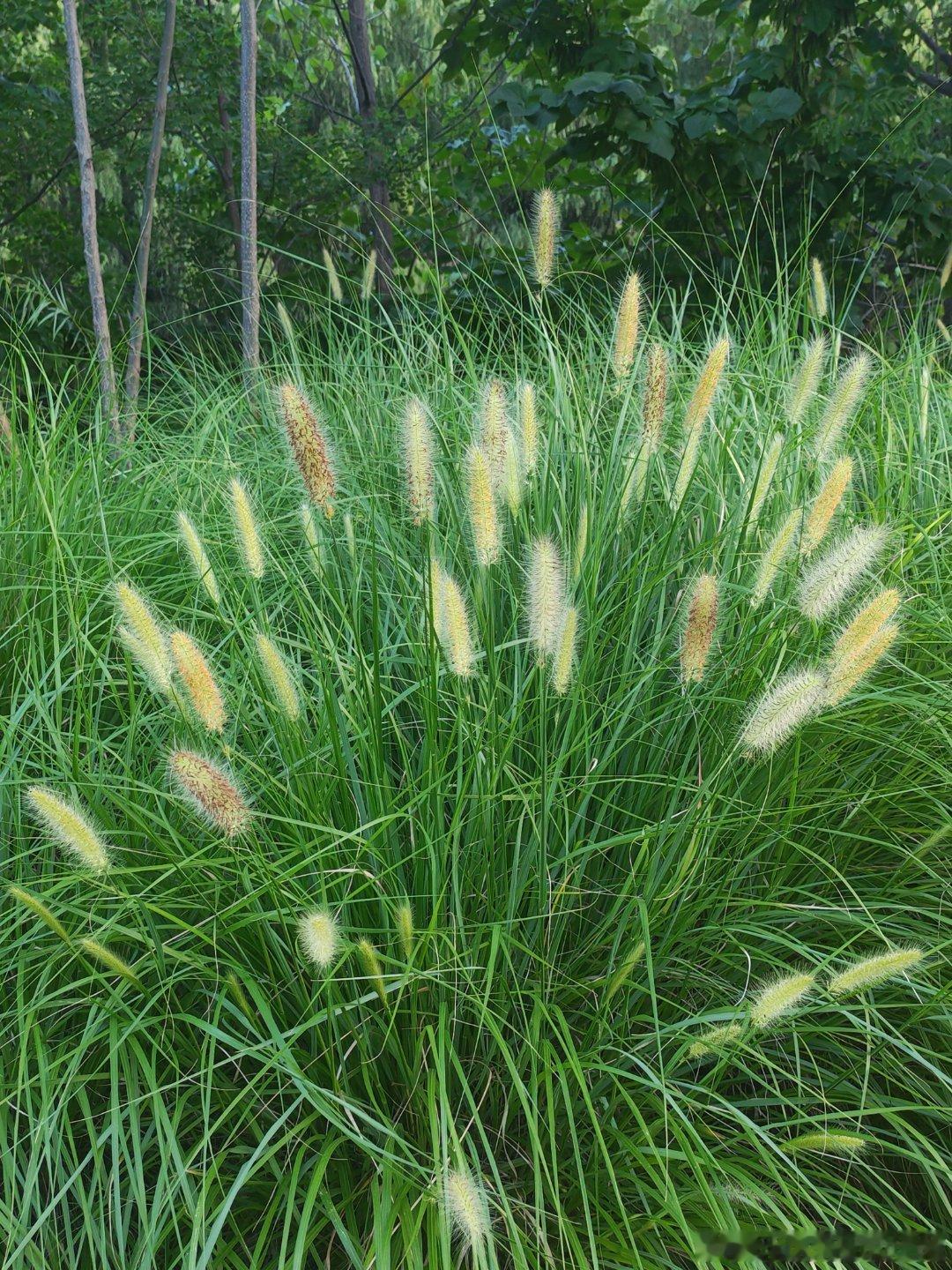 狗尾草旺，盛夏长；狼尾抽穗，迎立秋。看着这狼尾草，立秋已经很近了！ 