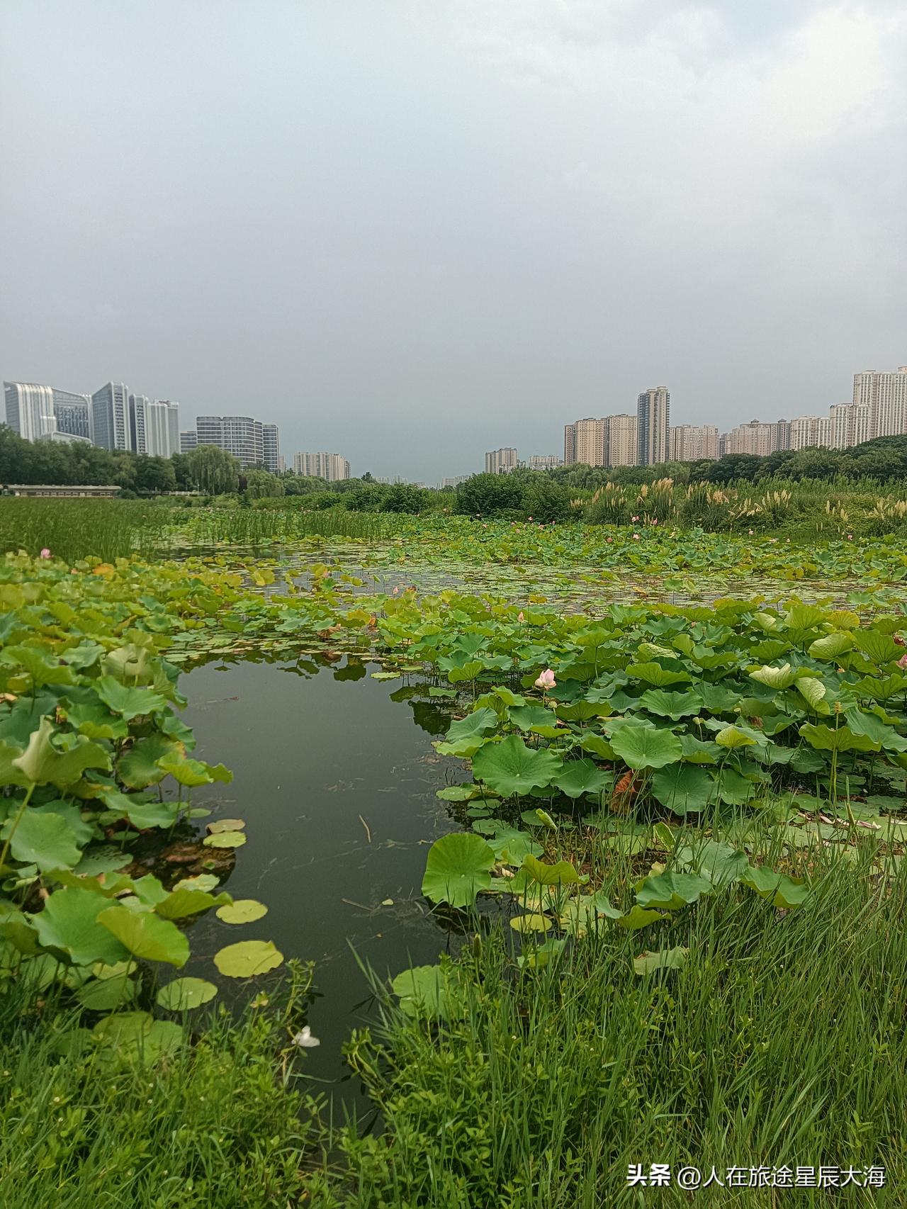 今天下午3点，我在桃花潭公园看钓鱼的时候差点下雨，东南天际乌云厚重感觉又将是一次
