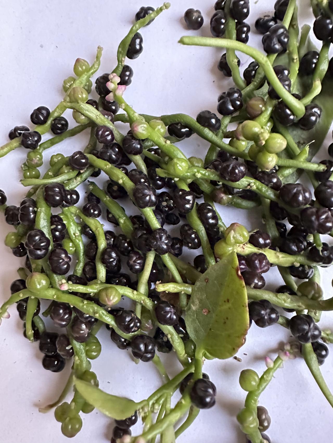 木耳菜的菜籽，不仅仅是菜籽，还是绝好的染料——很漂亮的紫红。

路边采撷了一大把