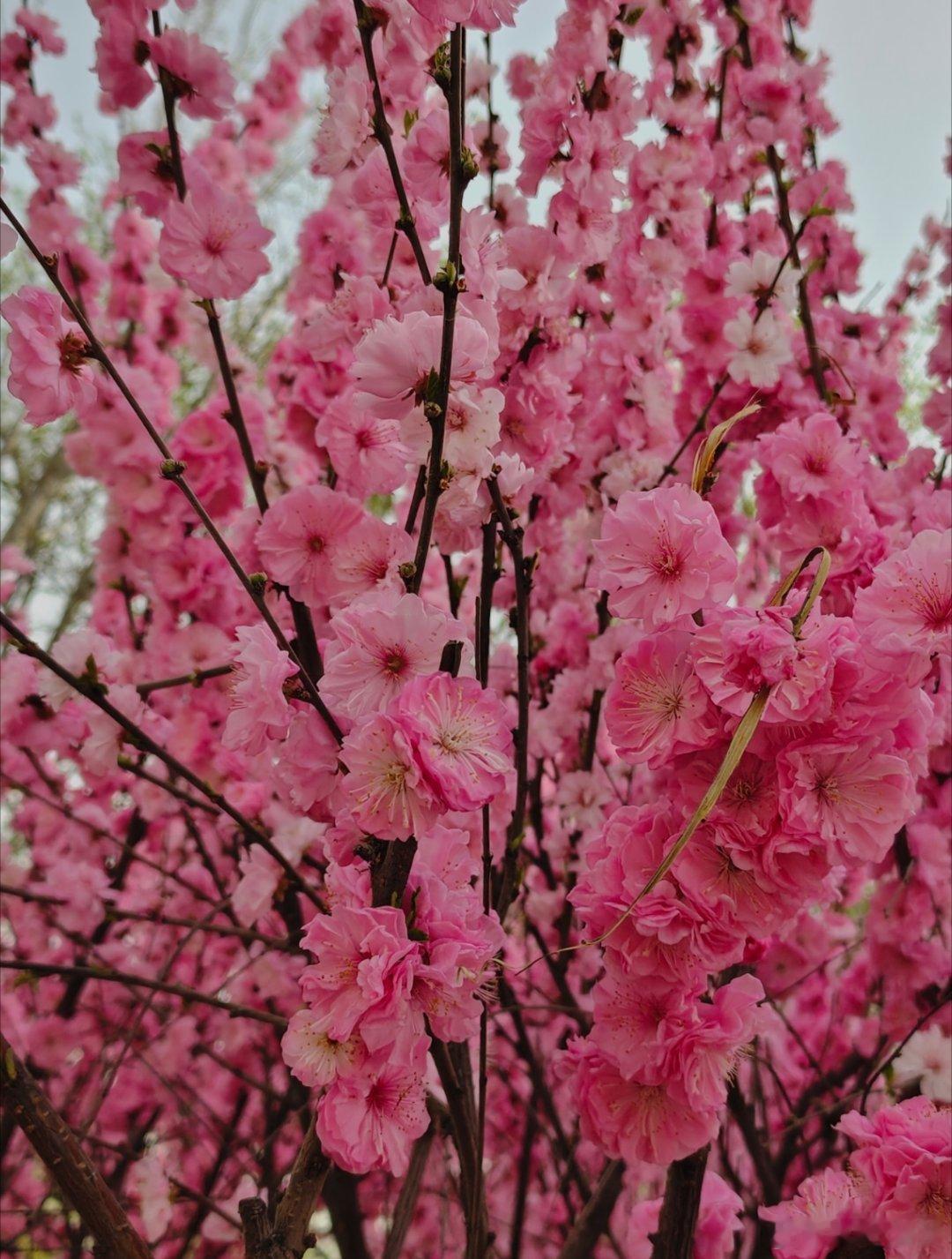 vivo 周末就像这盛开的鲜花一样，心情美美哒。早上好！手机随手拍记录真实生活早