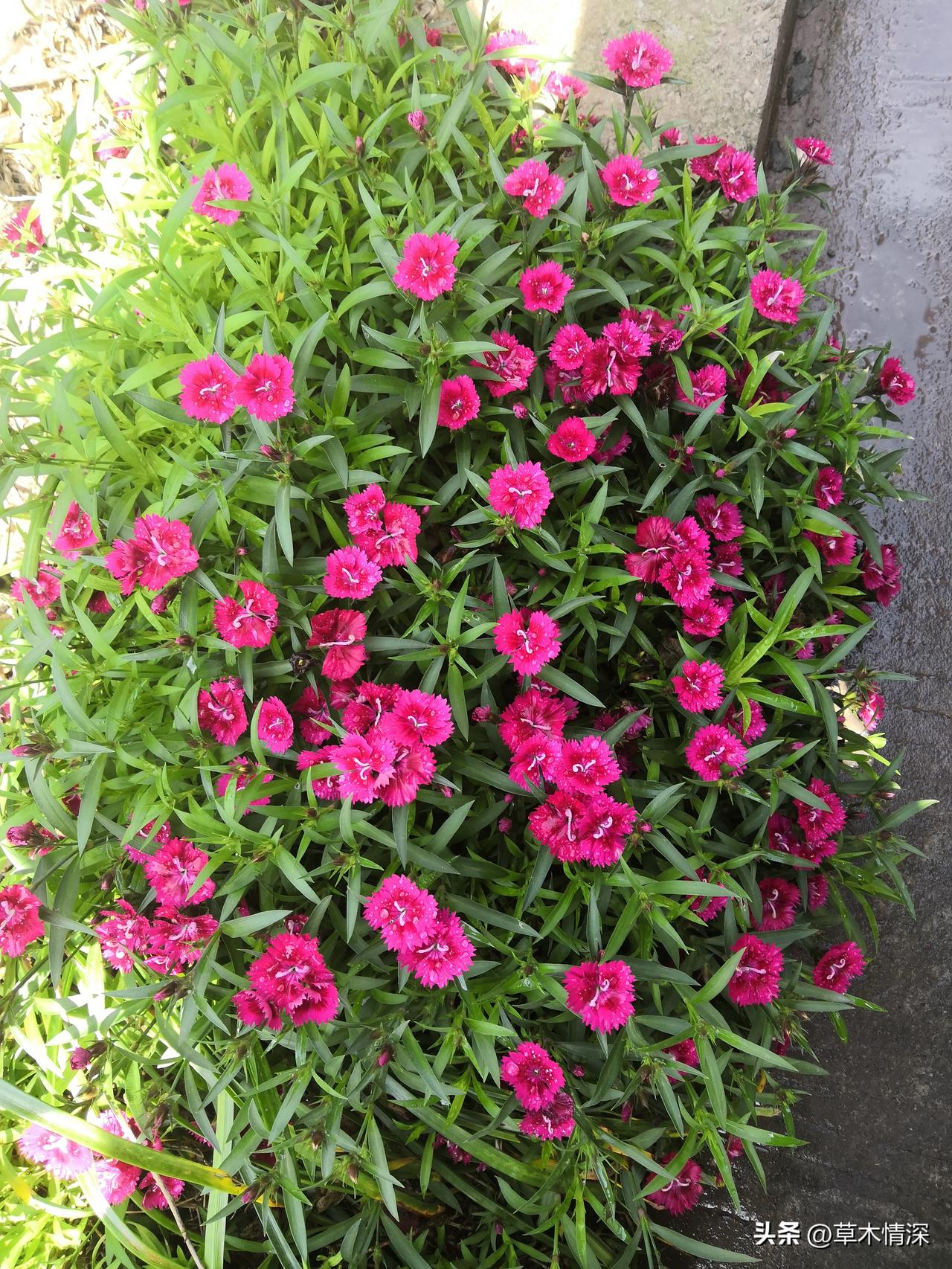 春日生活打卡季春天是万紫千红的时候，春天有一种向往的感觉，大自然的神秘和远方的期