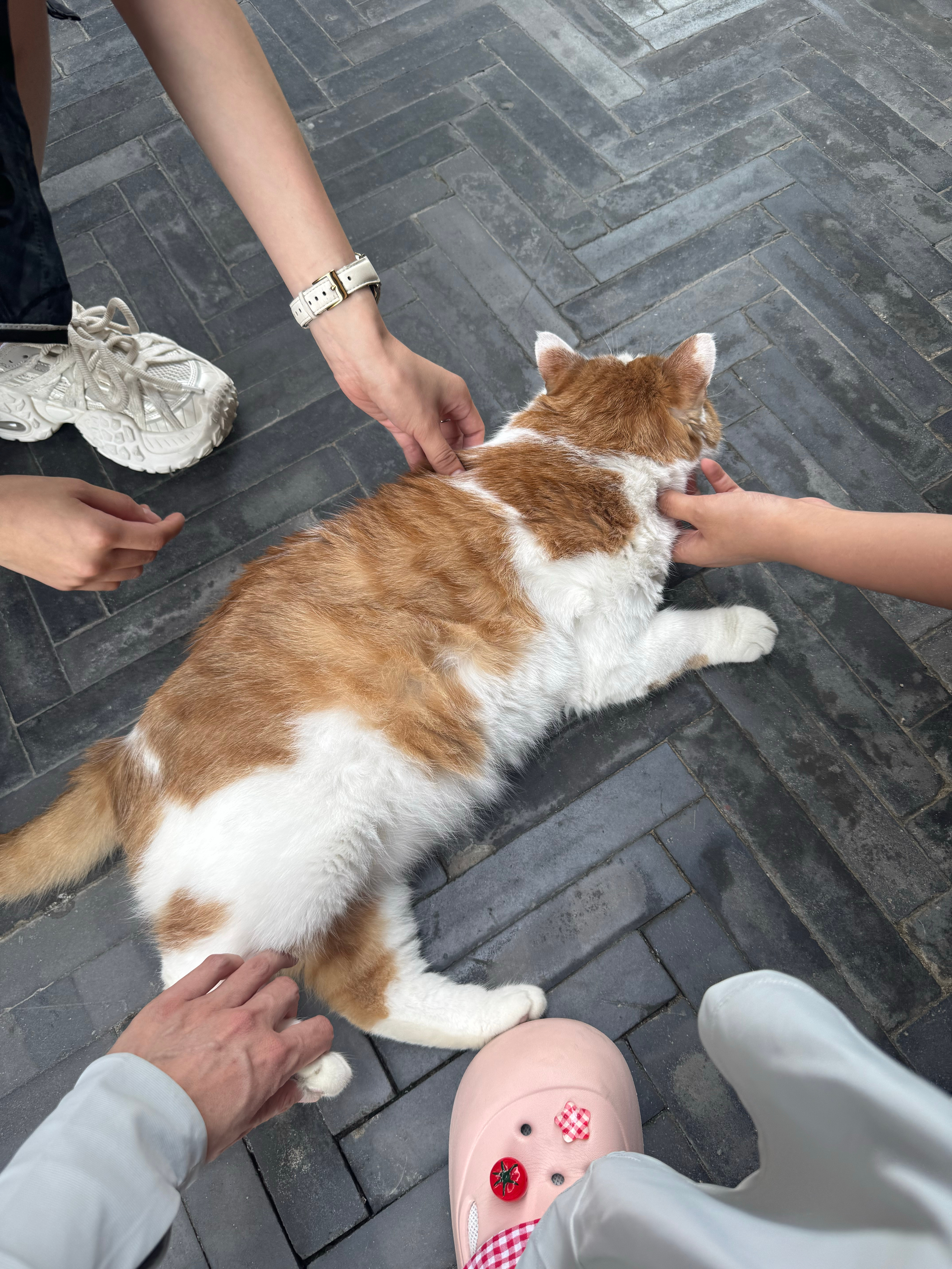天桥的猪咪 