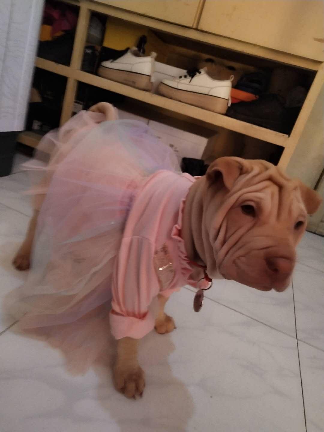 你能分享一张狗或小狗的可爱照片吗我的元宝