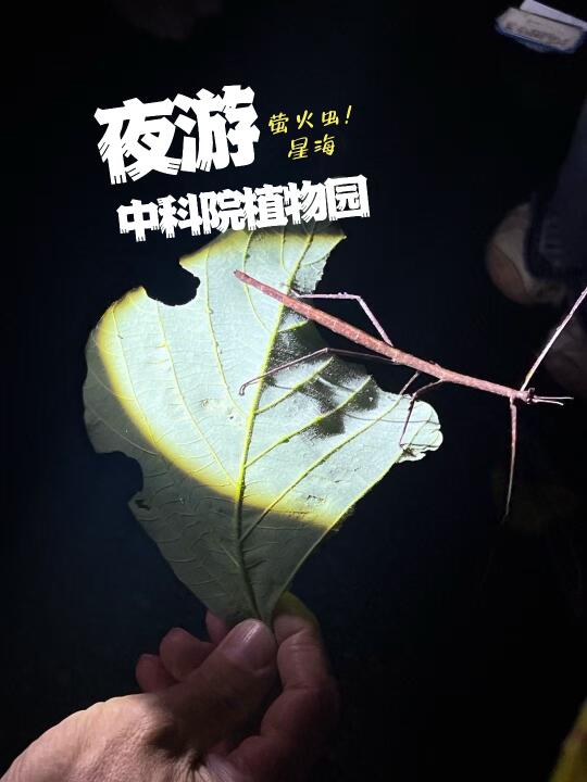 西双版纳植物园夜游｜探索神奇的动植物王国
