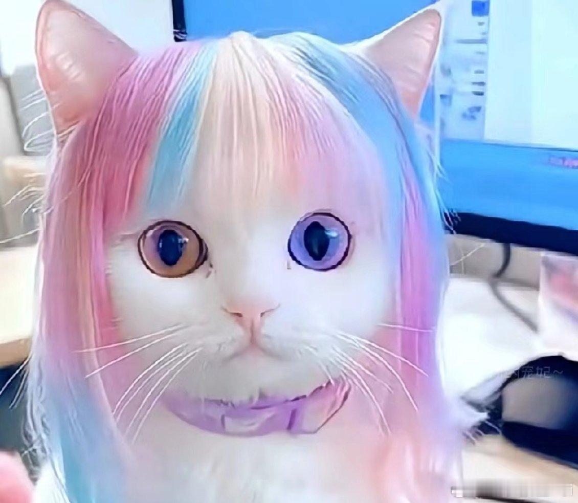 一个是眉清目秀“猫家闺秀”！一个是不好惹啊，混社会的大哥，你会选择哪一个[嘻嘻]
