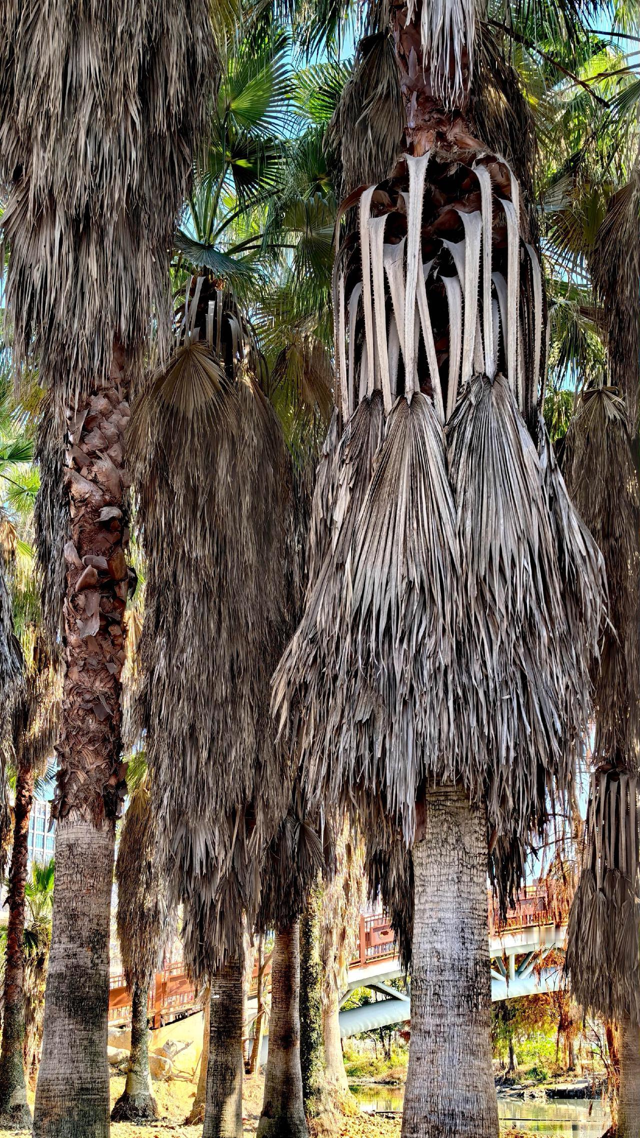 乐清林宅湿地公园二期工程在施工园林景观我的摄影日记