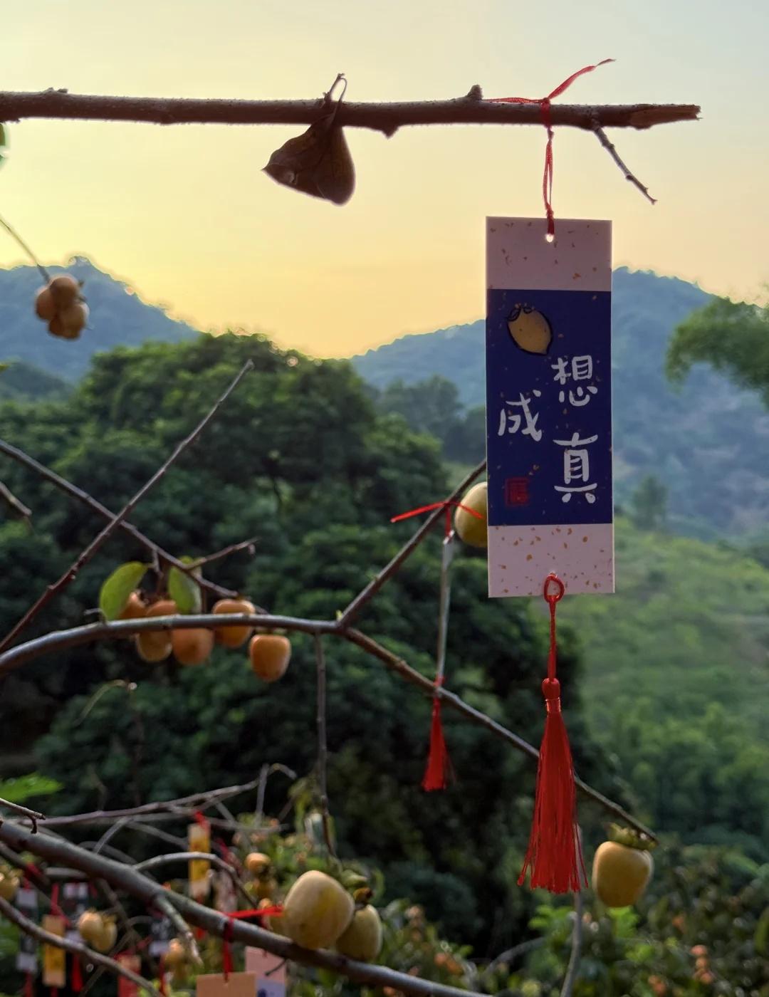 好柿会发生｜从化喜柿园附满筐秋色采摘攻略
嗨嗨！我是你们的广佛户外搭子
专注挖掘