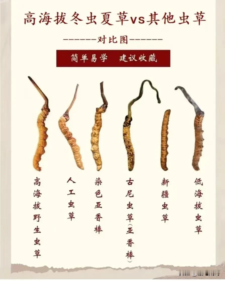 坚守底线，劣币驱逐良币，市面上特别多人工种植的虫草，假虫草，低海拔虫草，价格虽然