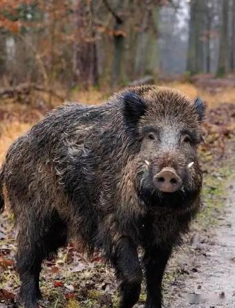 很多人并不知道，野外遇到野猪，千万不能跑，更不能装死，野猪虽然凶猛，但也有致命的