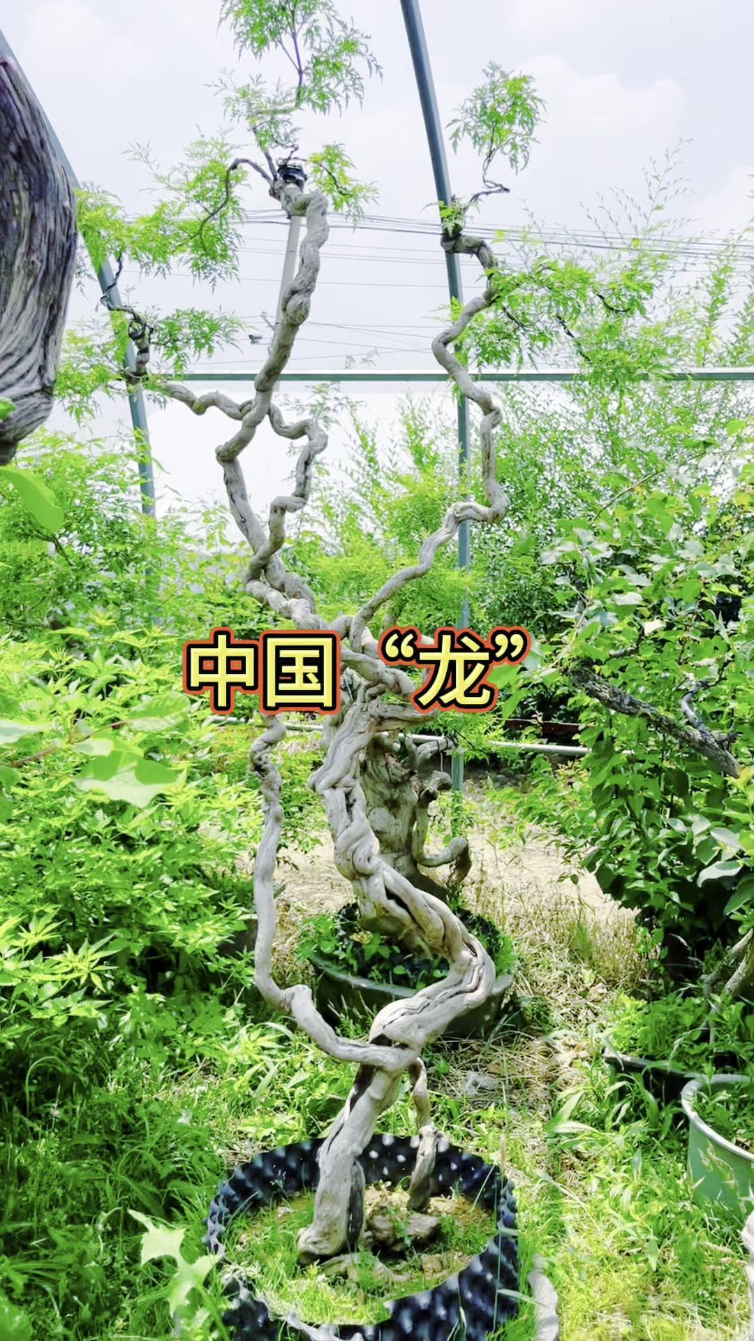 🌿树桩的线条宛如游龙蜿蜒，枝干苍劲有力，每一处弯曲都充满了岁月的痕迹，又带着蓬